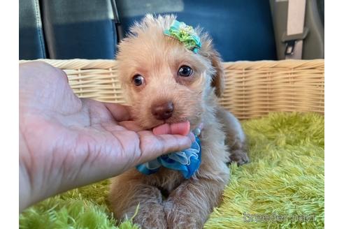 成約済の秋田県のミックス犬-154633の2枚目