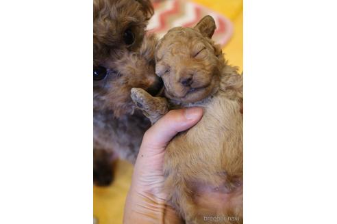 成約済の愛知県のトイプードル-153160の23枚目