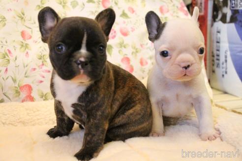 成約済の愛知県のフレンチブルドッグ-150376の32枚目