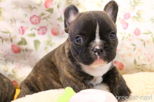 成約済の愛知県のフレンチブルドッグ-150376の31枚目