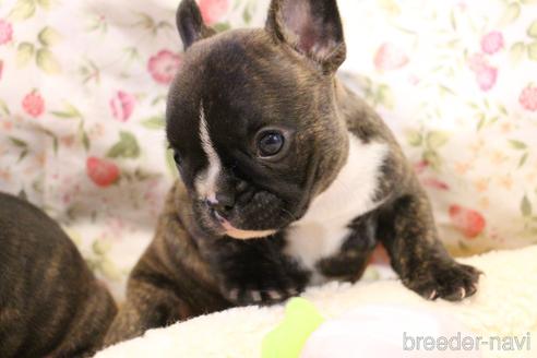 成約済の愛知県のフレンチブルドッグ-150376の30枚目