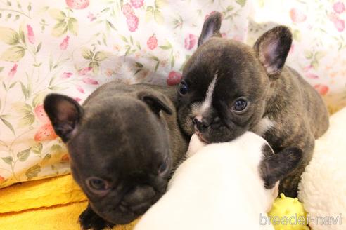 成約済の愛知県のフレンチブルドッグ-150376の29枚目