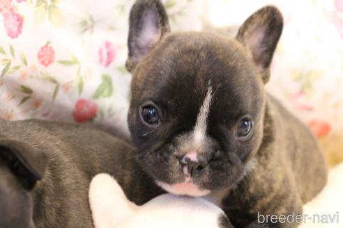 成約済の愛知県のフレンチブルドッグ-150376の28枚目