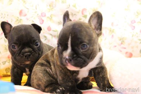 成約済の愛知県のフレンチブルドッグ-150376の27枚目