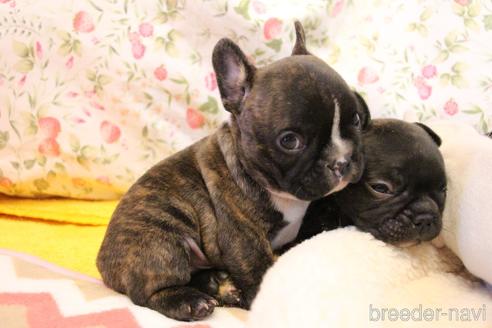 成約済の愛知県のフレンチブルドッグ-150376の26枚目