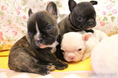 成約済の愛知県のフレンチブルドッグ-150376の25枚目