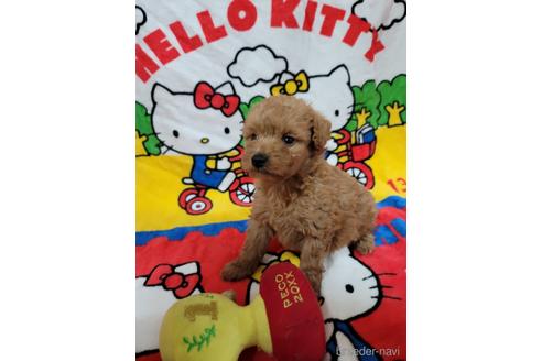 子犬