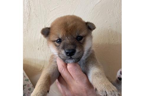 成約済の愛媛県の柴犬-154639の1枚目