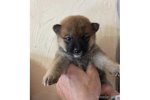 成約済の愛媛県の柴犬-154640の1枚目