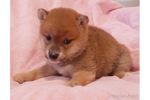 成約済の茨城県の柴犬-154660の2枚目