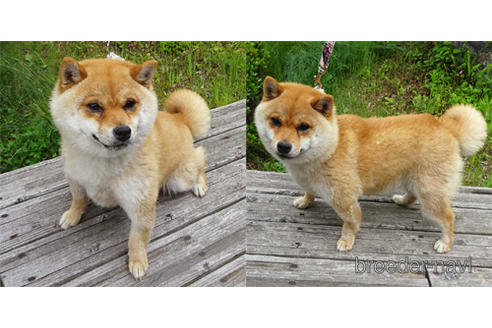 香川県の豆柴 女の子 22 02 22生まれ 優しい垂れ目の白くまガール 超短足の極小豆柴ちゃんです 子犬id ブリーダーナビ