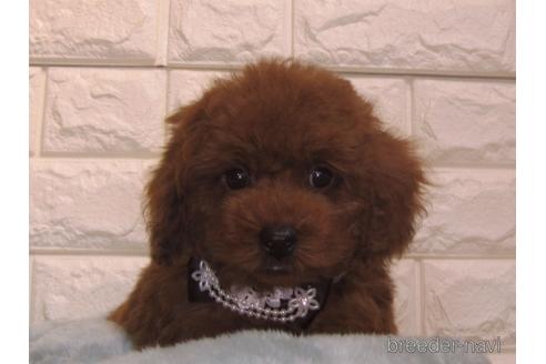 成約済の茨城県のトイプードル-154674の1枚目