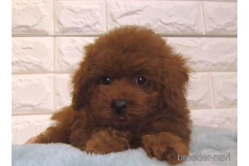 成約済の茨城県のトイプードル-154674の5枚目