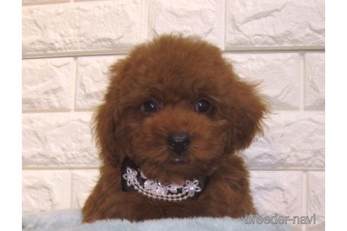 成約済の茨城県のトイプードル-154674の3枚目