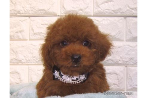 成約済の茨城県のトイプードル-154674の2枚目