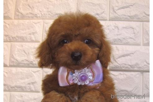 成約済の茨城県のトイプードル-154675の1枚目