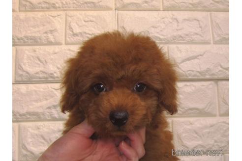 成約済の茨城県のトイプードル-154675の5枚目