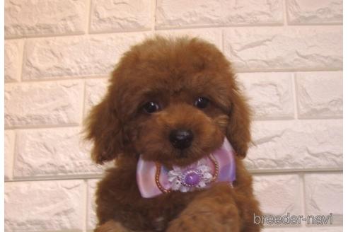 成約済の茨城県のトイプードル-154675の4枚目