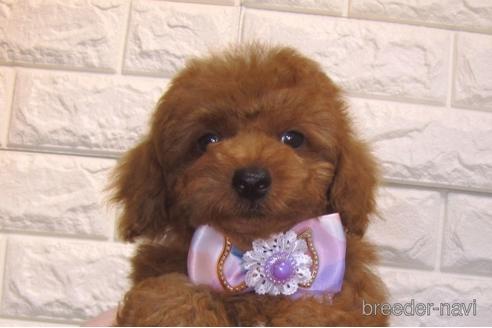 成約済の茨城県のトイプードル-154675の3枚目