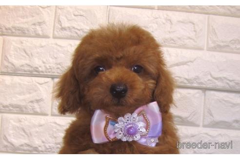 成約済の茨城県のトイプードル-154675の2枚目