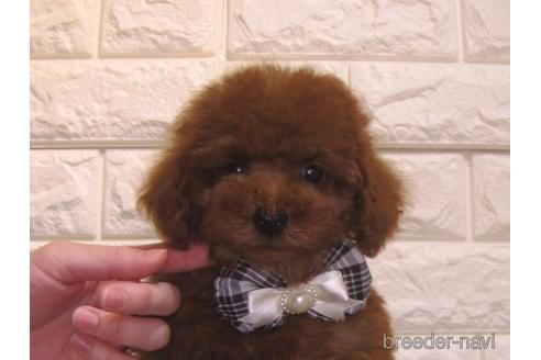 成約済の茨城県のトイプードル-154676の1枚目