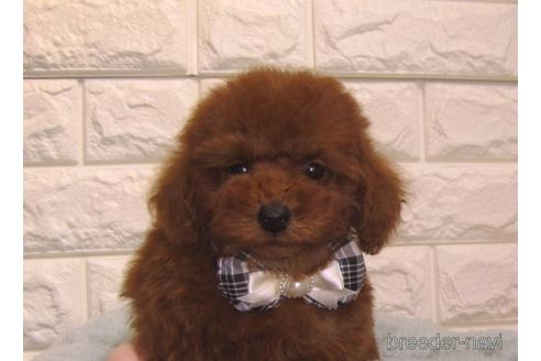 成約済の茨城県のトイプードル-154676の4枚目