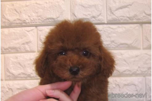 成約済の茨城県のトイプードル-154676の3枚目