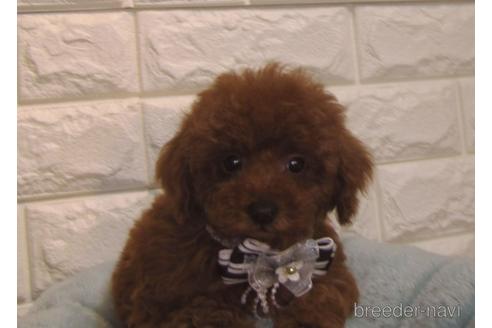 成約済の茨城県のトイプードル-154677の4枚目