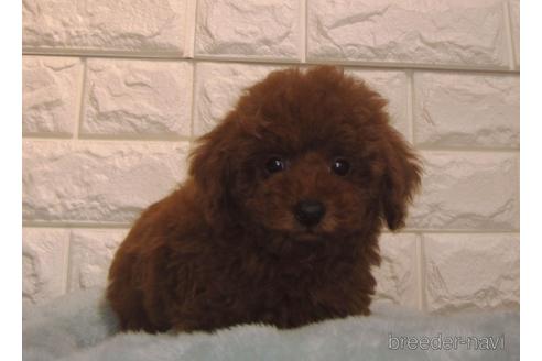 成約済の茨城県のトイプードル-154677の3枚目