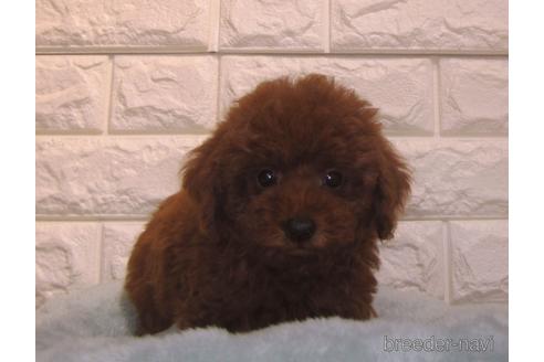 成約済の茨城県のトイプードル-154677の2枚目