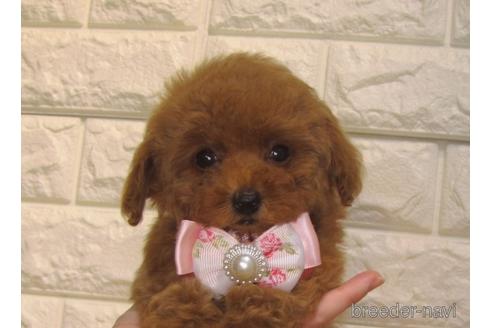 成約済の茨城県のトイプードル-154678の1枚目