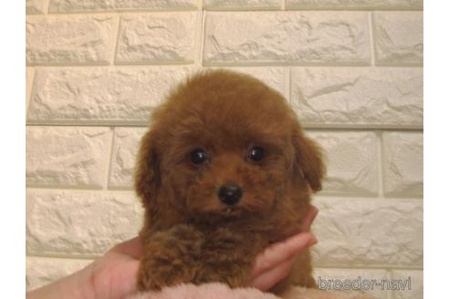 成約済の茨城県のトイプードル-154678の5枚目