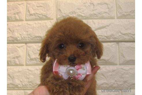 成約済の茨城県のトイプードル-154678の4枚目