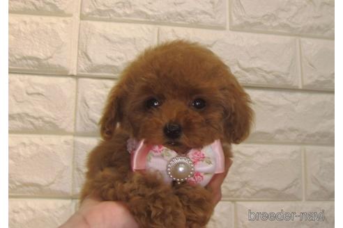 成約済の茨城県のトイプードル-154678の3枚目