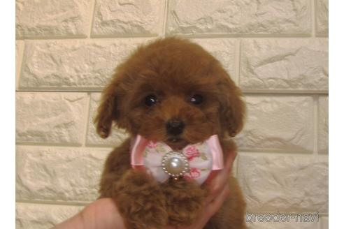 成約済の茨城県のトイプードル-154678の2枚目