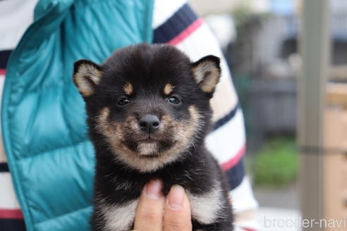 成約済の埼玉県の豆柴-152562の1枚目