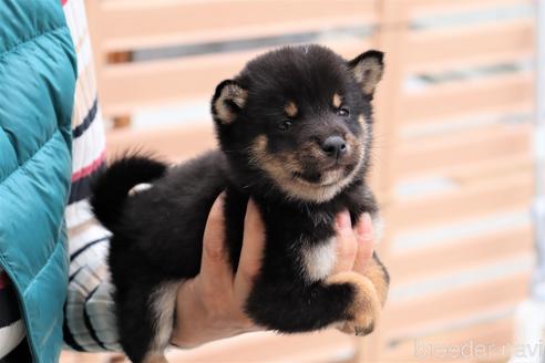 成約済の埼玉県の豆柴-152562の4枚目