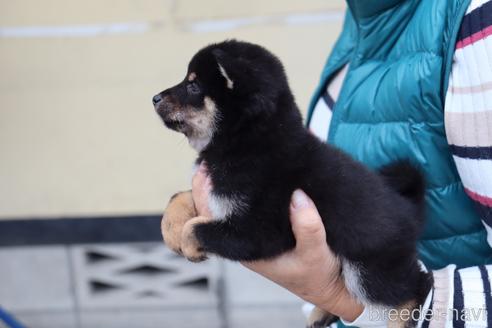成約済の埼玉県の豆柴-152562の3枚目
