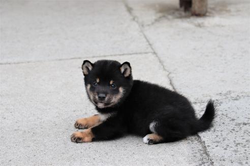 成約済の埼玉県の豆柴-152562の2枚目