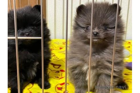 成約済の埼玉県のポメラニアン-152808の1枚目