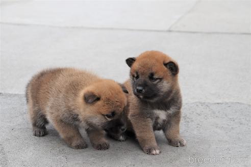 成約済の埼玉県の柴犬-154681の5枚目