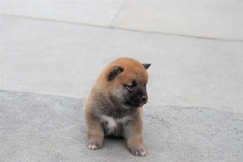 成約済の埼玉県の柴犬-154681の4枚目