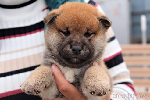 成約済の埼玉県の柴犬-154683の1枚目