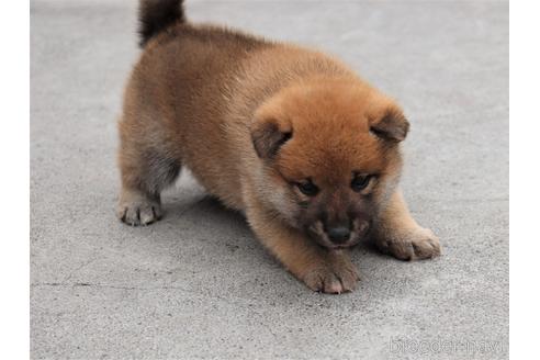 成約済の埼玉県の柴犬-154683の5枚目