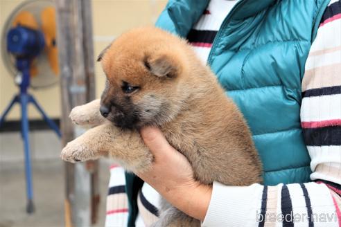 成約済の埼玉県の柴犬-154683の4枚目