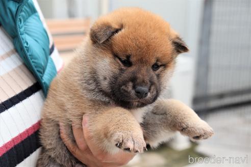 成約済の埼玉県の柴犬-154683の3枚目