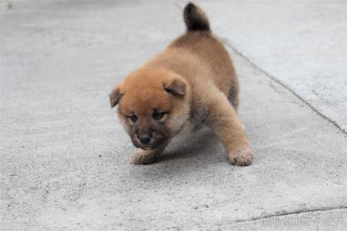 成約済の埼玉県の柴犬-154683の2枚目