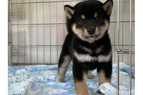 成約済の岡山県の柴犬-149762