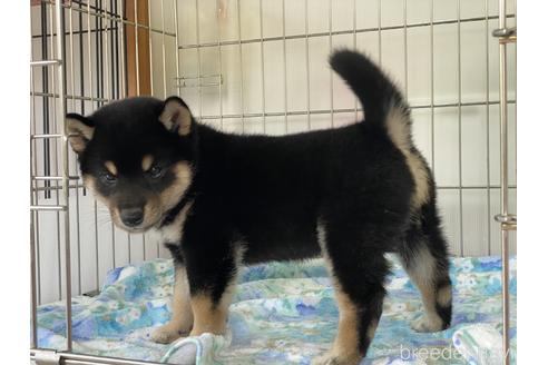 成約済の岡山県の柴犬-149762の5枚目