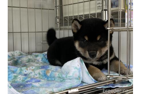 成約済の岡山県の柴犬-149762の4枚目